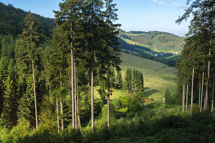 Blick vom Bildchen auf Rehsiepen